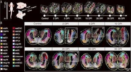 BGI-led Research Builds the World's First Spatiotemporal Map of Brain Regeneration