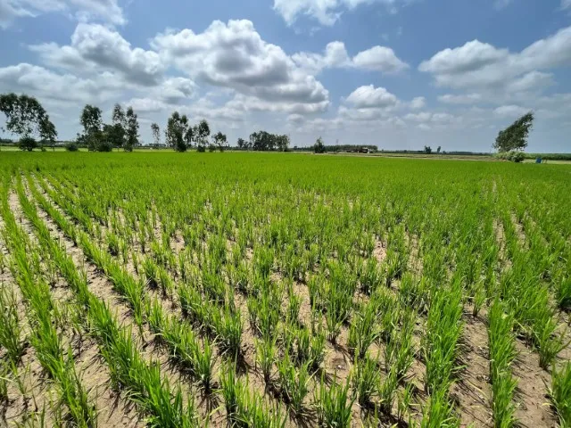 Bayer, GenZero and Shell collaborate to reduce methane emissions in rice cultivation
