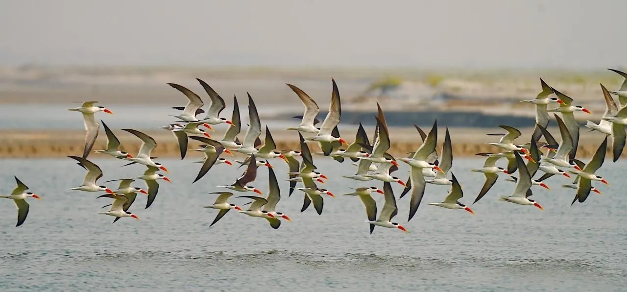 Rare Indian Skimmer Sighting at Haiderpur Wetland by The Art of Living Sparks Hope